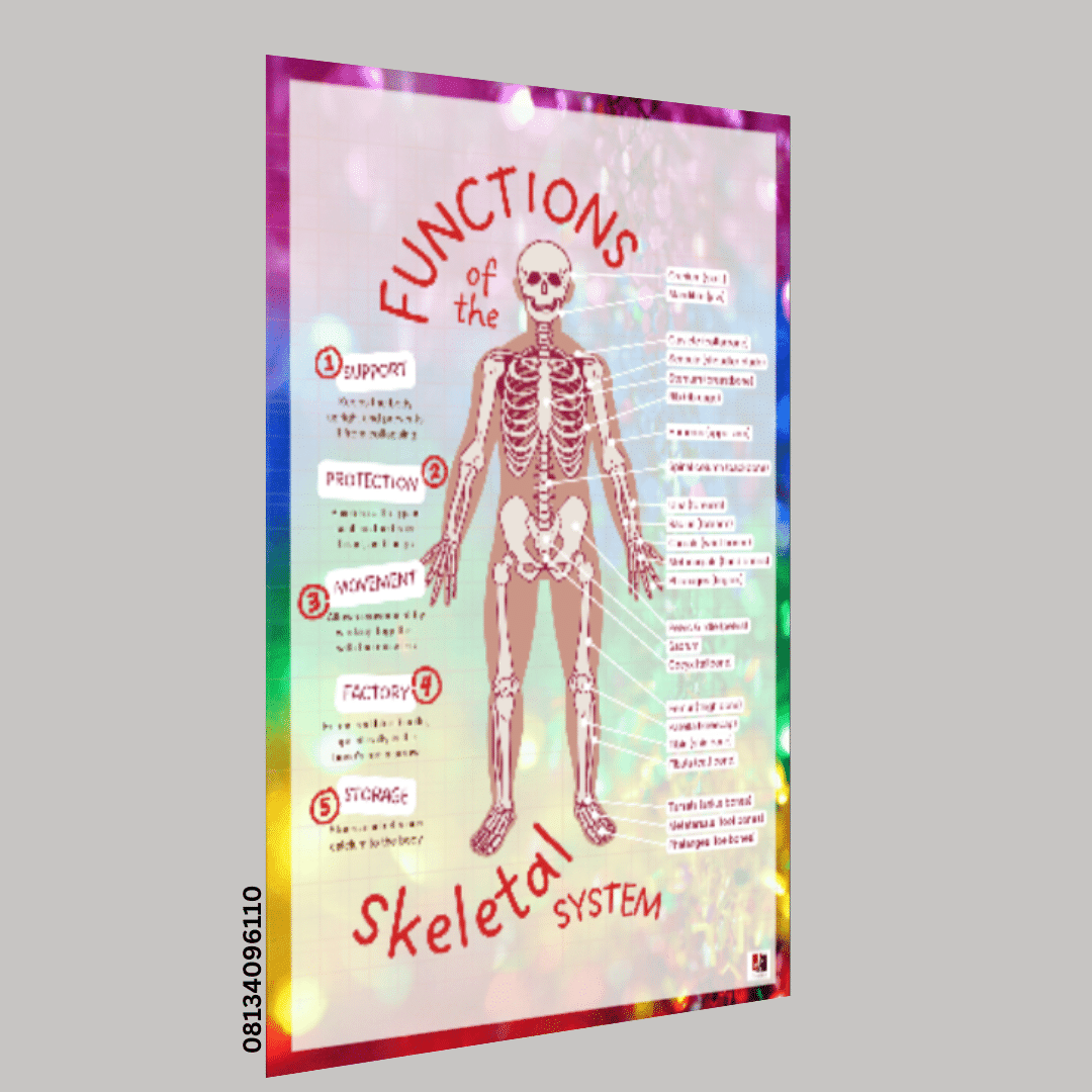 "Function of the Skeletal System"- -Classroom Instructional Posters