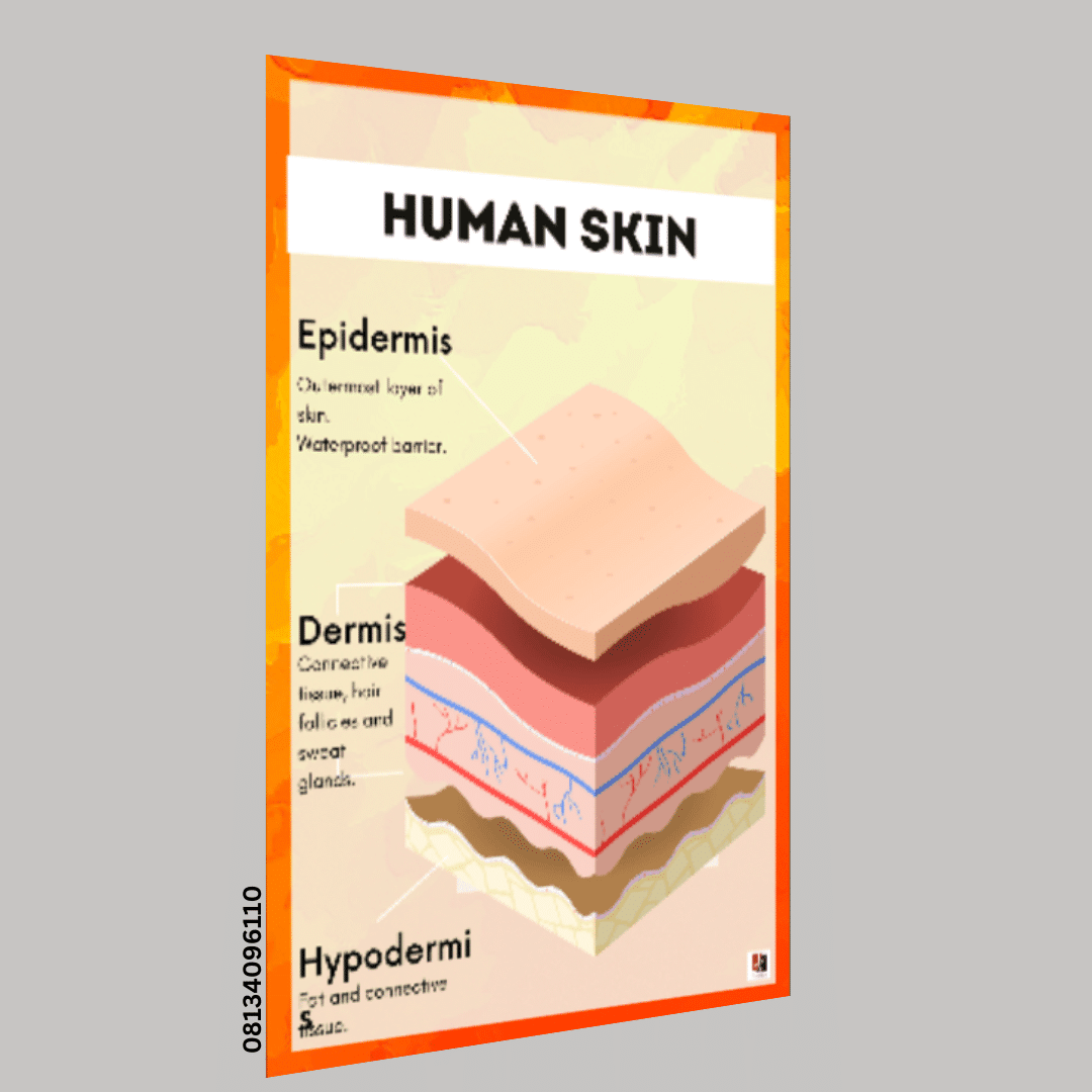 "Human Skin"- -Classroom Instructional Posters